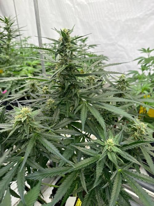 Amnesia Haze. Week 6