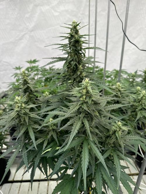 Amnesia Haze. Week 6