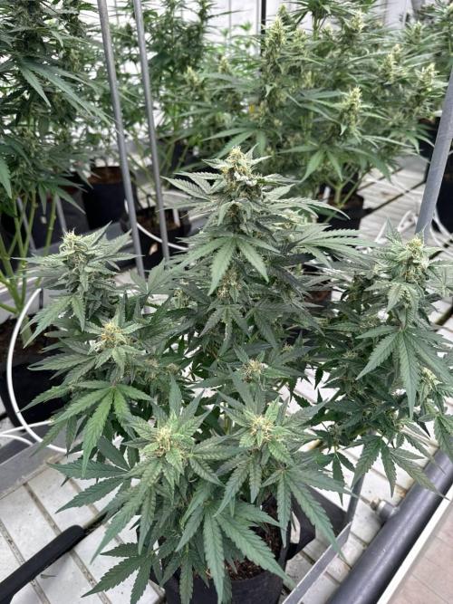 Amnesia Haze. Week 6