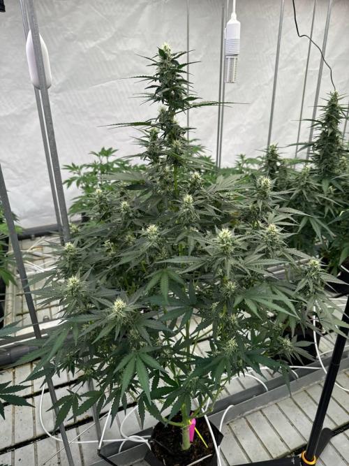 Amnesia Haze. Week 6
