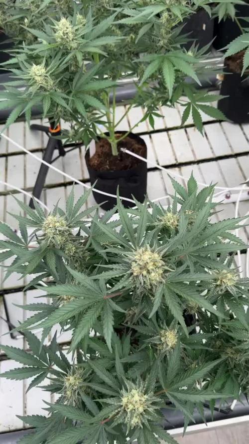 Cherry Cola RF3