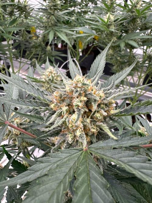 Cherry Cola RF3. Week 6