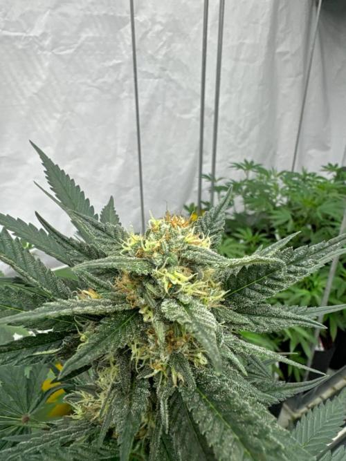 Cherry Cola RF3. Week 6