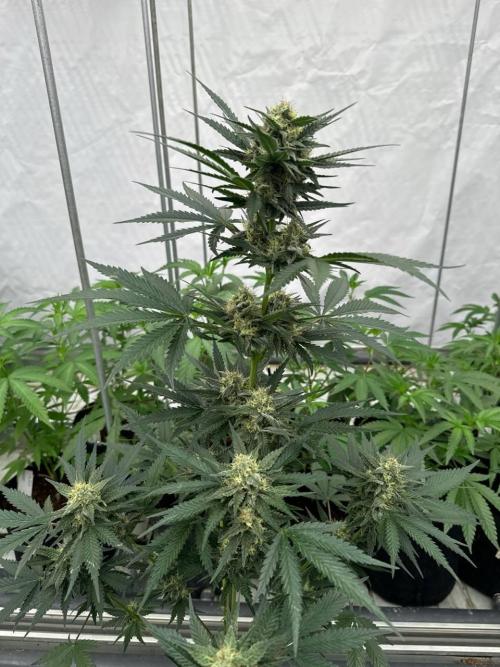 Cherry Cola RF3. Week 6