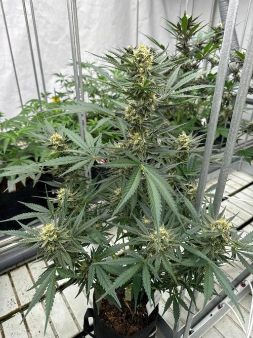 Cherry Cola RF3. Week 6