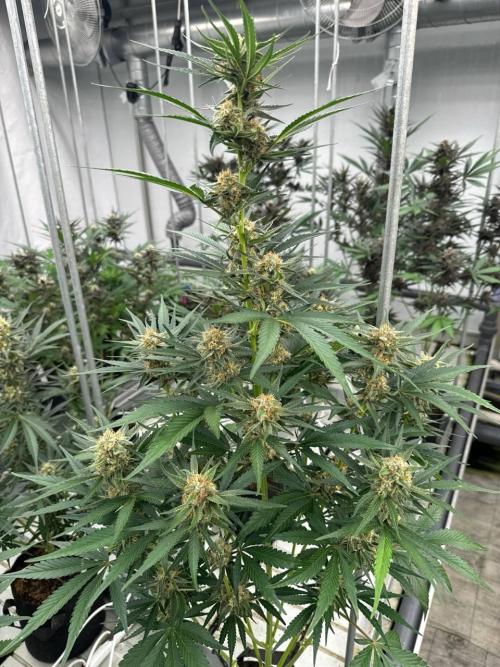 Cherry Cola RF3. Week 6
