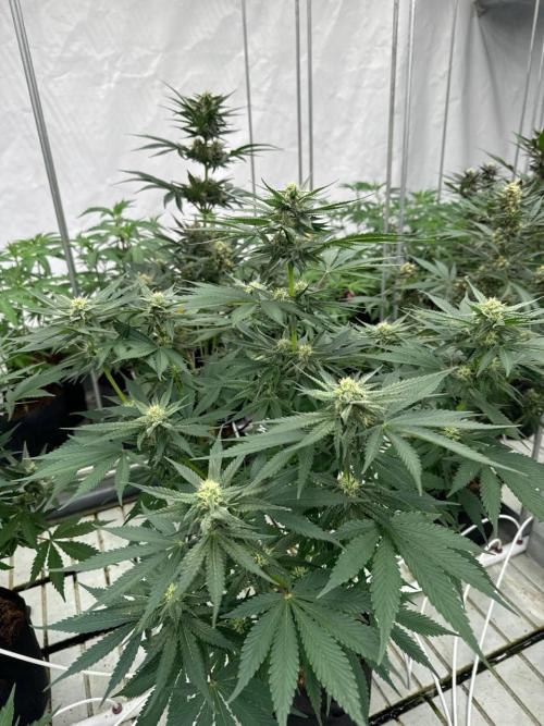Cherry Cola RF3. Week 6