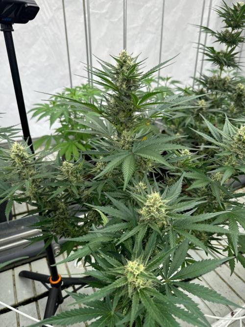 Cherry Cola RF3. Week 6