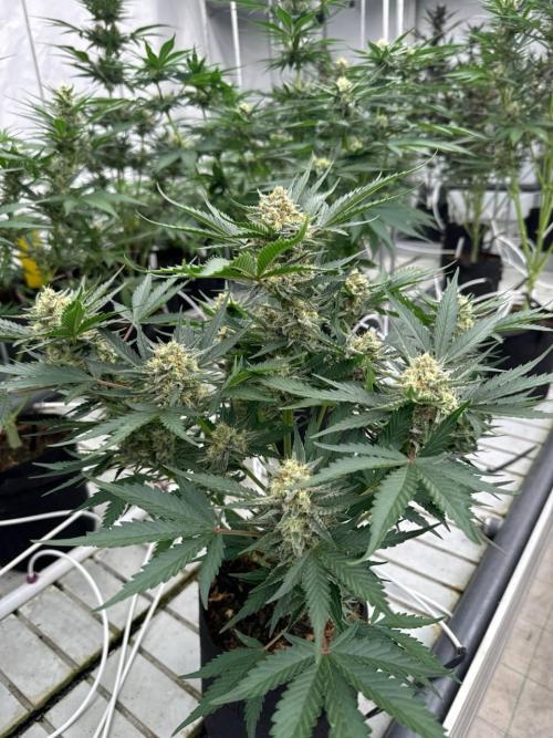 Cherry Cola RF3. Week 6