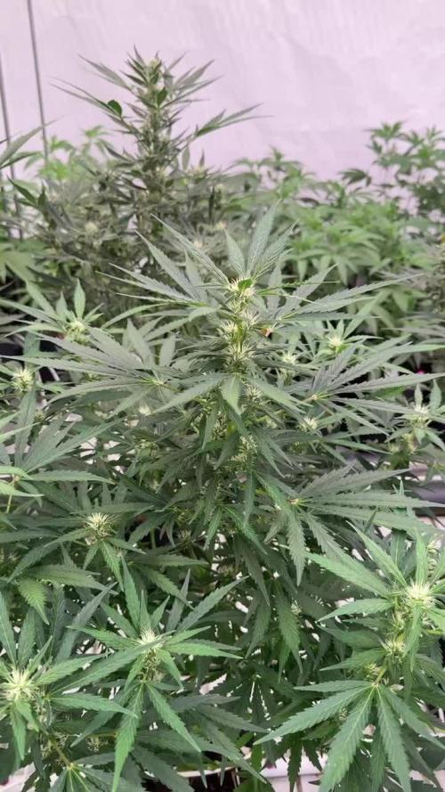 Gorilla Cookies