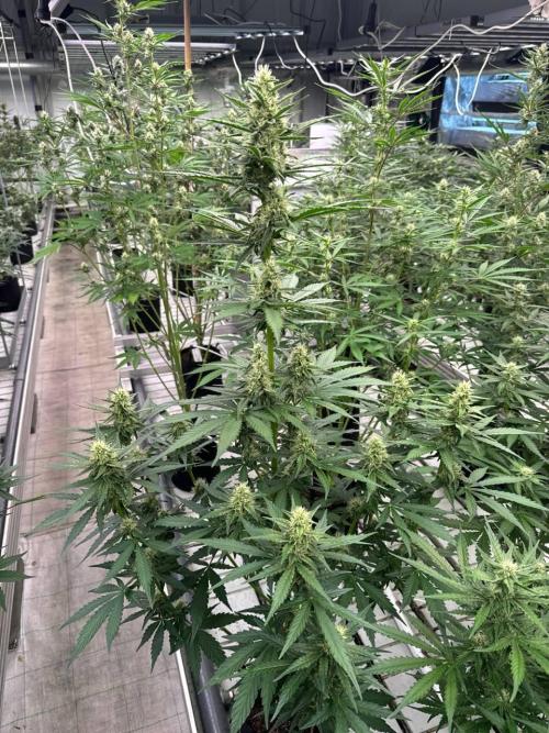 Apricot. Week 6