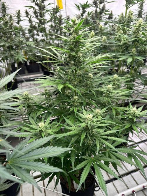 Apricot. Week 6