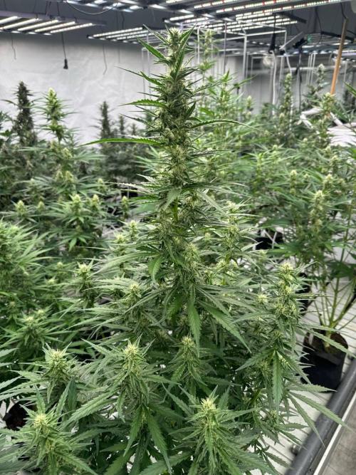 Apricot. Week 6