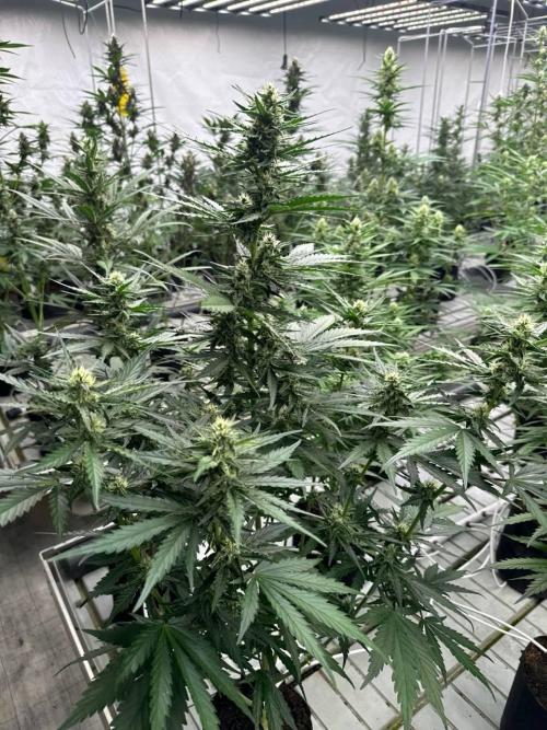 Apricot Auto. Week 6