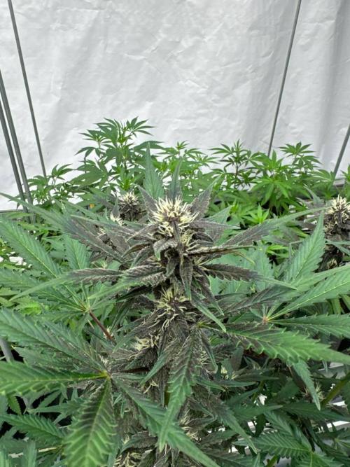 LSD-25. Week 6