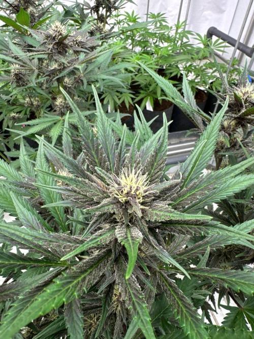 LSD-25. Week 6