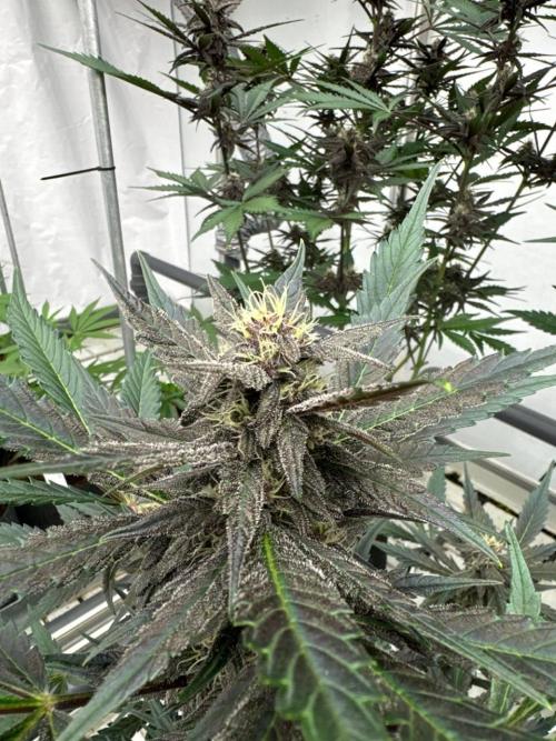 LSD-25. Week 6