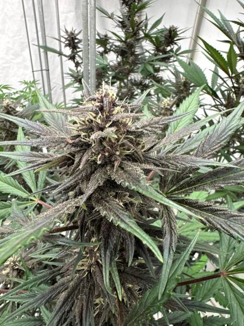 LSD-25. Week 6