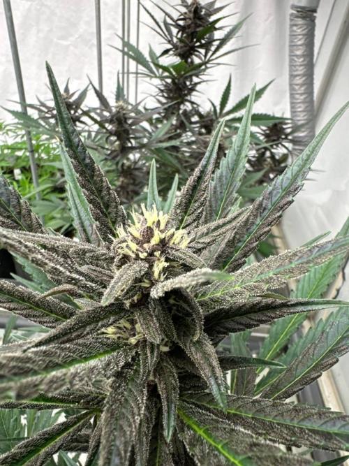 LSD-25. Week 6