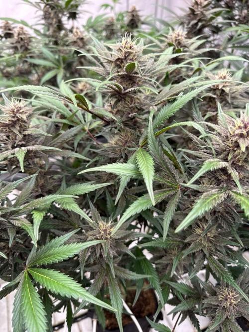 LSD-25. Week 7