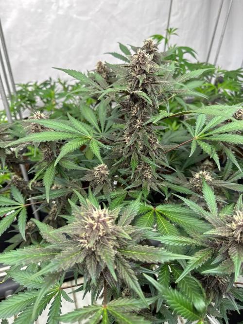 LSD-25. Week 7