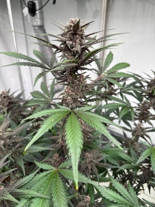 LSD-25. Week 7
