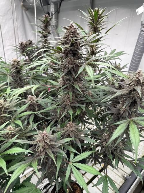 LSD-25. Week 7