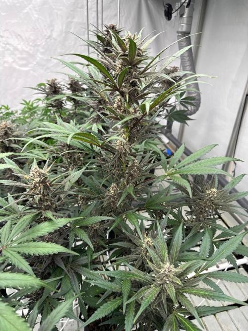 LSD-25. Week 7