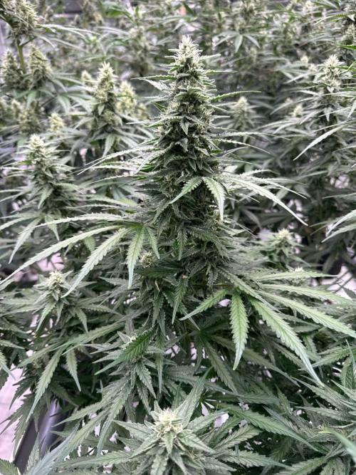 Apricot. Week 7