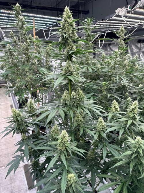 Apricot. Week 7