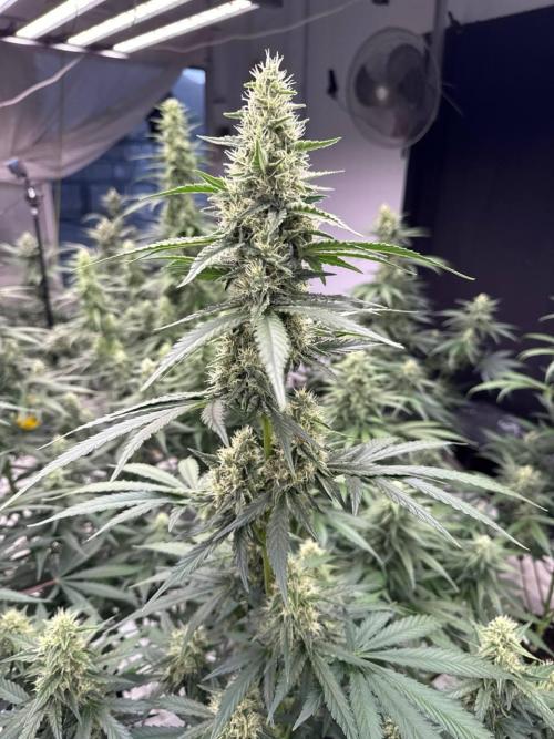 Apricot. Week 7