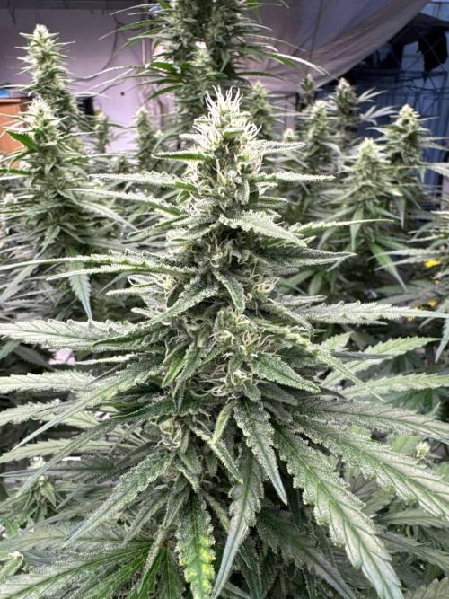 Apricot. Week 7