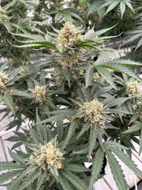 Cherry Cola RF3. Week 7