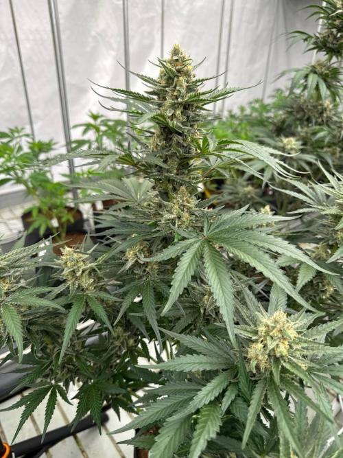 Cherry Cola RF3. Week 7