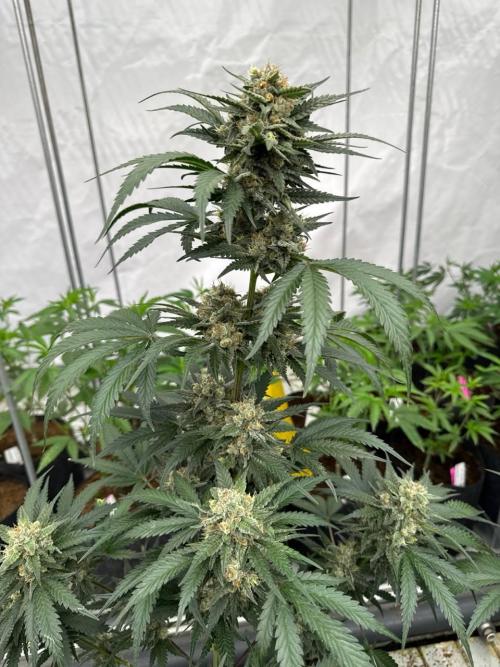 Cherry Cola RF3. Week 7