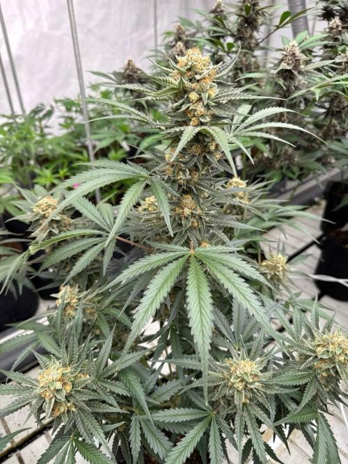 Cherry Cola RF3. Week 7