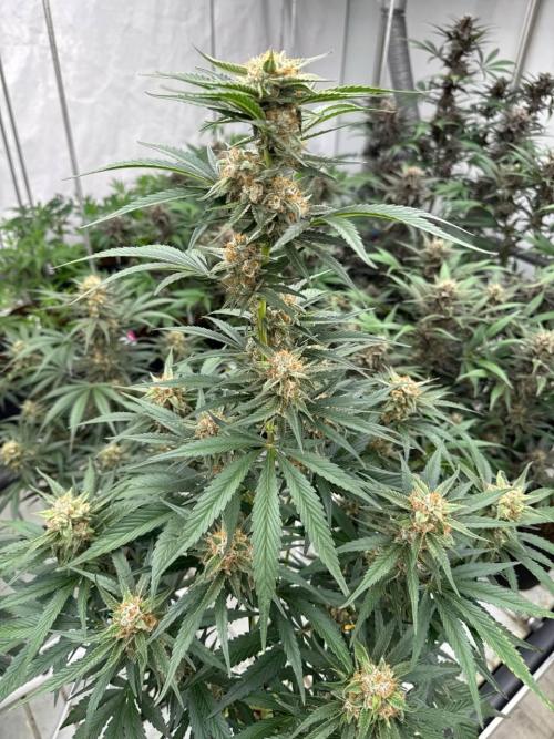Cherry Cola RF3. Week 7