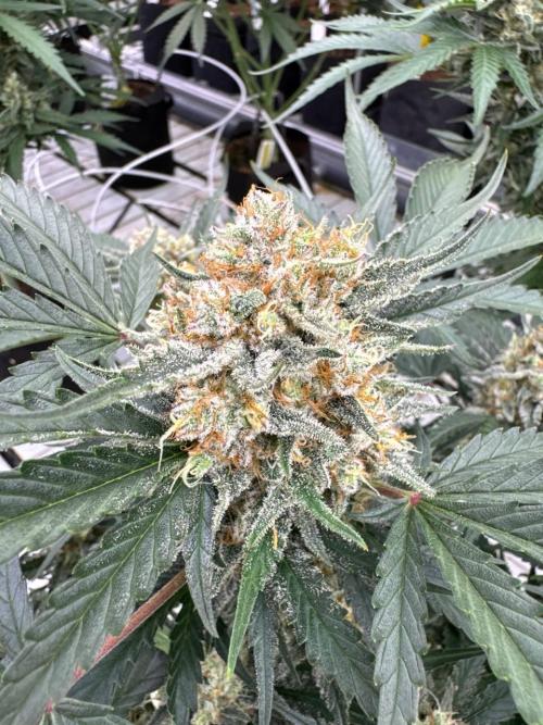 Cherry Cola RF3. Week 7