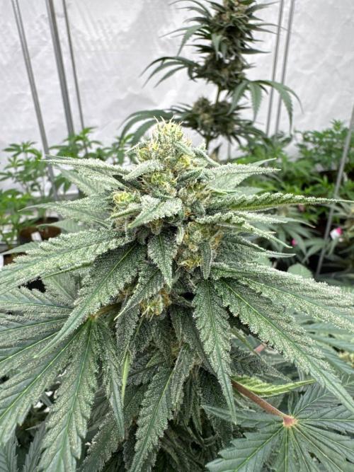 Cherry Cola RF3. Week 7