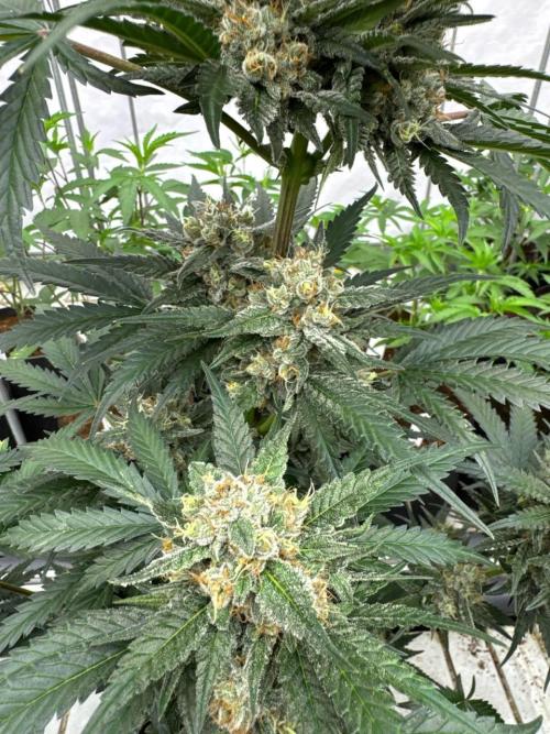 Cherry Cola RF3. Week 7