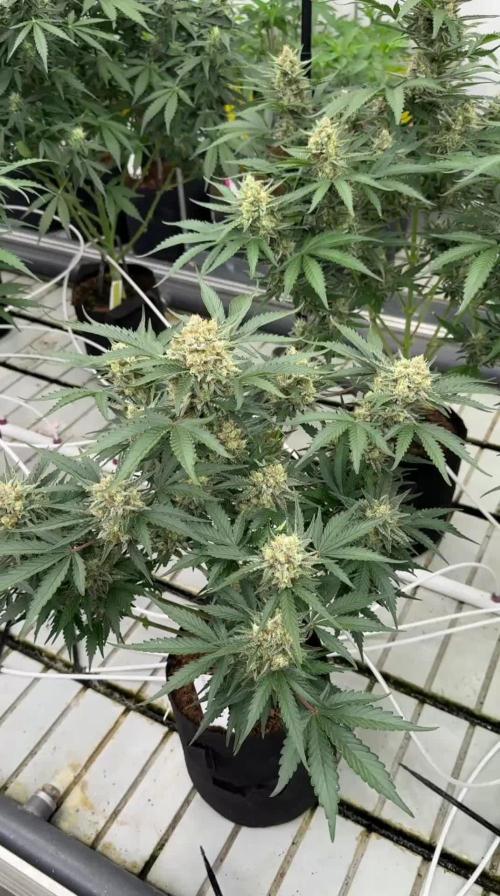 Cherry Cola RF3