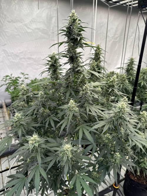 Amnesia Haze. Week 7