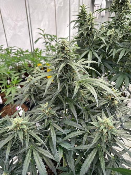Amnesia Haze. Week 7