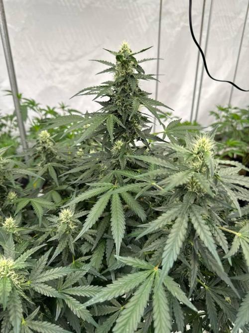 Amnesia Haze. Week 7