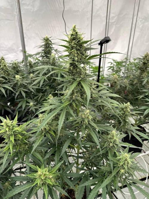 Amnesia Haze. Week 7
