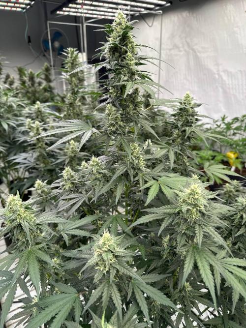 Amnesia Haze. Week 7