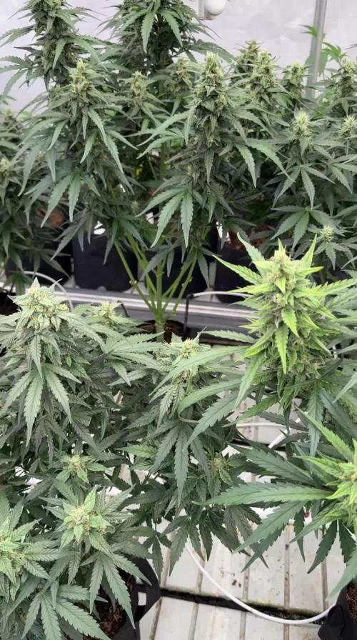 Amnesia Haze
