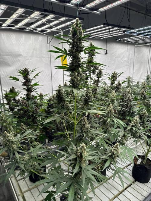 Lemon Cherry Cookies. Week 7