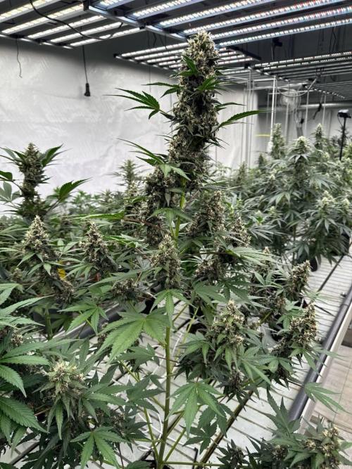 Lemon Cherry Cookies. Week 7