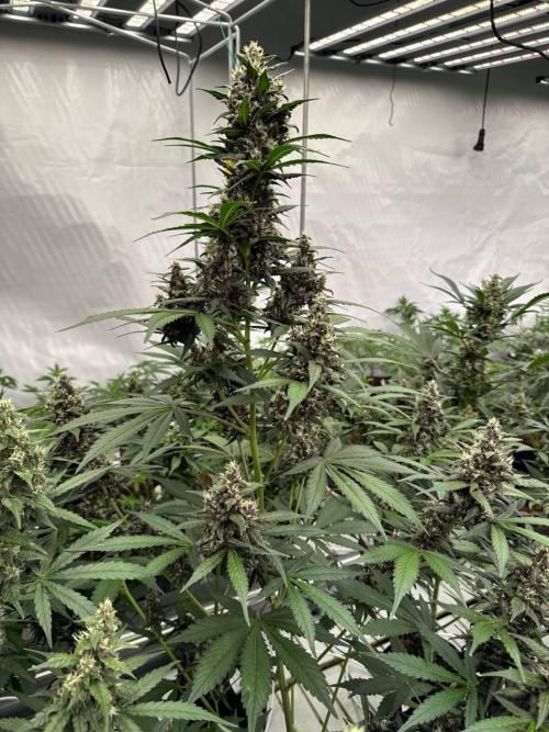 Lemon Cherry Cookies. Week 7